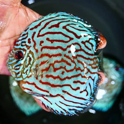 Image result for Blue Turquoise Discus