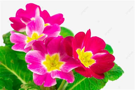 Red Primrose Flower, Red, Flowers, Primrose PNG Transparent Image and ...