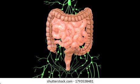 Image result for Small Intestine Lymph Nodes