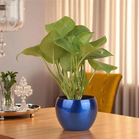 Green Money Plant Indoors - Good Luck | Low Maintenance – Giftech Global