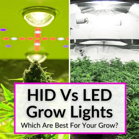 HID Vs LED Grow Lights (Which Are Best For Your Grow?)