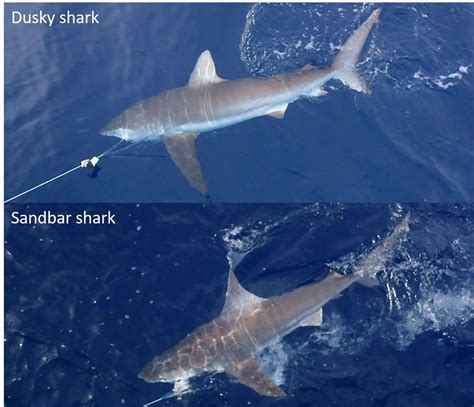 Shark Identification for Cooperative Shark Tagging Program (C-P) | NOAA ...