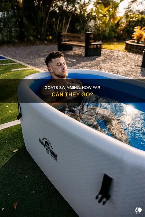 Goats Swimming: How Far Can They Go? | PetShun