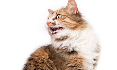 Cat Hiss 12 Cat Sounds Your Cat Makes And What They Mean Modern Cat