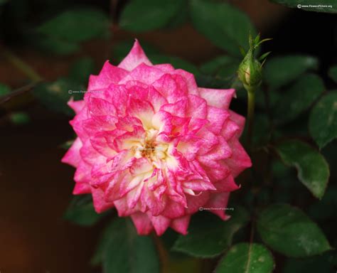 Lalbagh flower show 2018-Republic day special