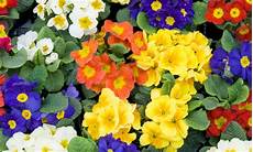 fiori di primavera nomi fiori primaverili ecco tutte le variet 224 leitv fiori di primavera nomi fiori primaverili ecco tutte le variet 224 leitv