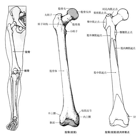 解剖学笔记 | 下肢（关节&骨） - 知乎