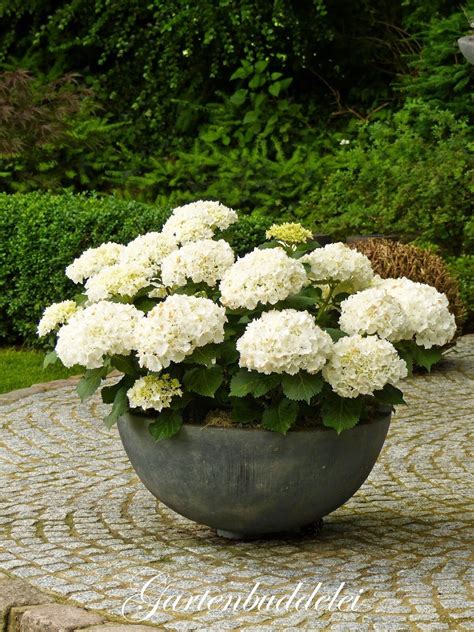 The Ultimate Guide to Growing Hydrangea in Pots Outdoors