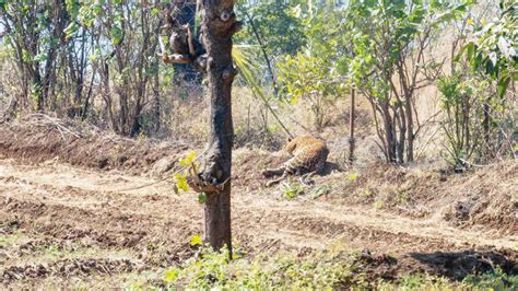 Leopard rescued after getting trapped in fencing wire near Pune's Mulshi