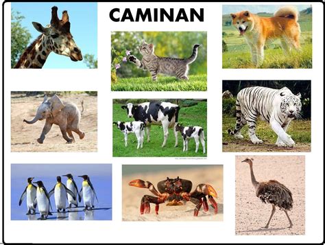 Image result for Timer CSS/HTML