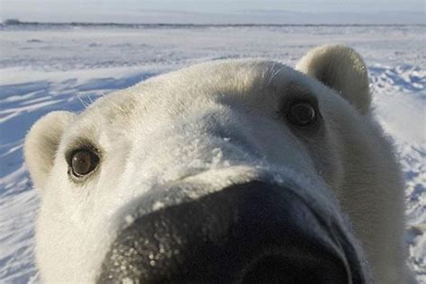 Смешные мишки / Питомцы