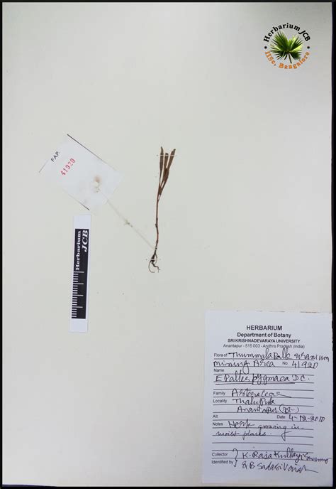 Herbarium JCB