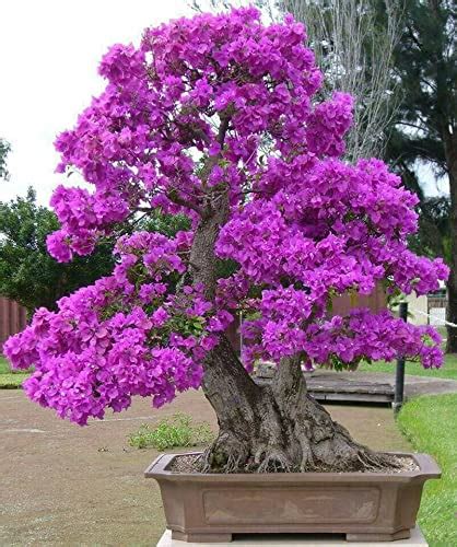 20 Chinese Redbud Seeds Cercis Chinensis Bonsai Tree Seeds | Desertcart ...