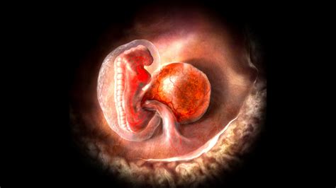 Image result for Early Embryo Development