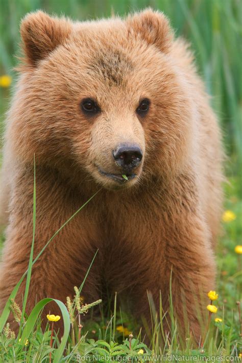 Brown Bear Cub | Photos by Ron Niebrugge