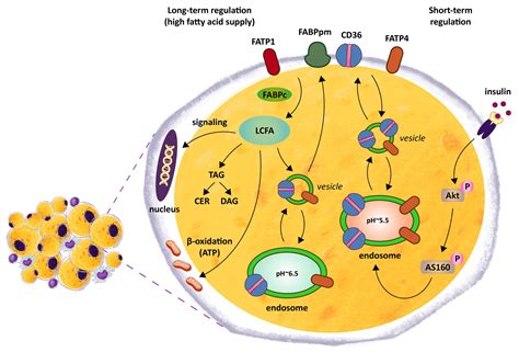 The Phenotype of the Adipocytes Derived from Subcutaneous and Visceral ...