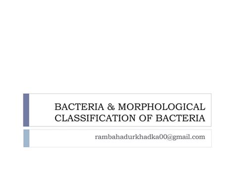 Image result for Classification of Bacteria