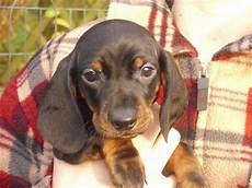 dackel suchen ein tieranzeigen kurzhaardackel kleinanzeigen dackel suchen ein tieranzeigen kurzhaardackel kleinanzeigen
