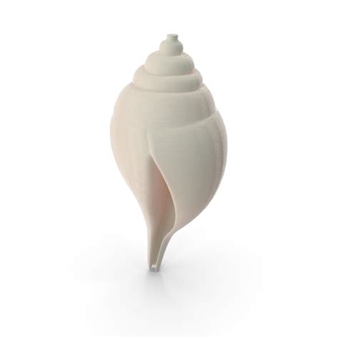 Image result for Conch Shell Soundtrack