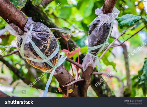 Grafting Way Vegetative Reproduction Cambium Plants Stock Photo 2146497065 | Shutterstock