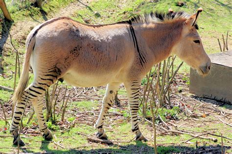 Horse Zebra Mix