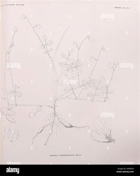 Publication Chicago Field Columbian Museum 1895-1909 America Botany ...