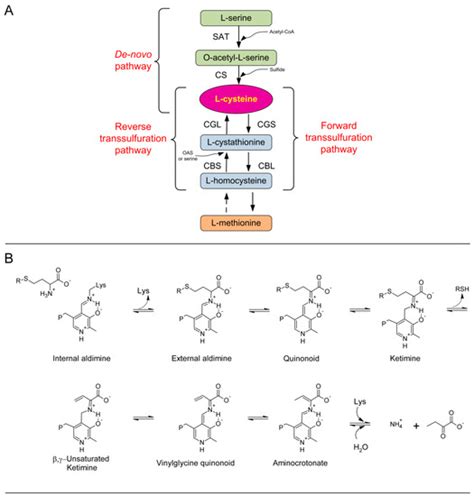 Functional Characterization and Structure-Guided Mutational Analysis of ...