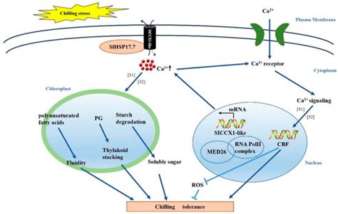 Plants | Special Issue : Functional Genomics and Molecular Breeding of ...