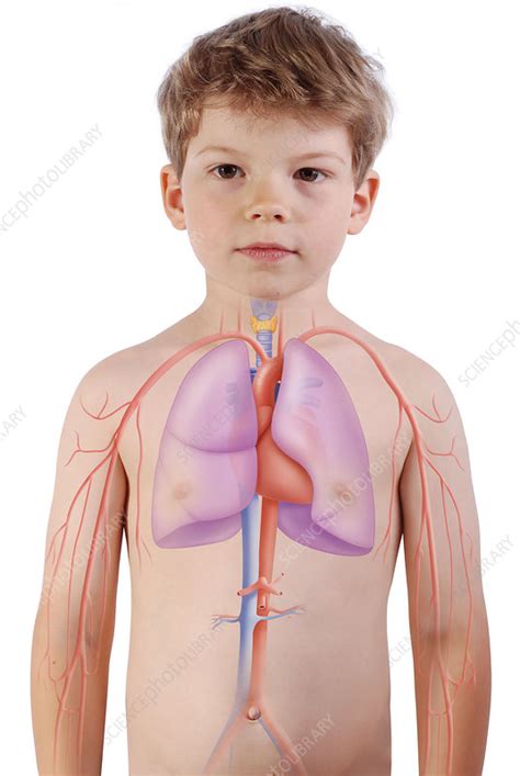 Image result for Simple Blood Circulation