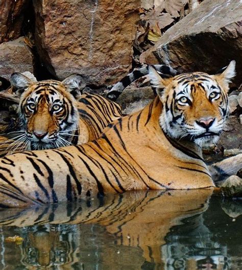 Government of Rajasthan