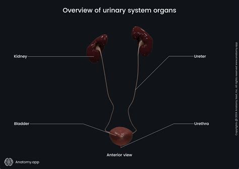 Urinary System Organs Urinary System. Organs Of The Urinary System.