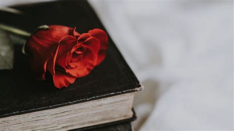 Wallpaper rose, book, flower, blur hd, picture, image