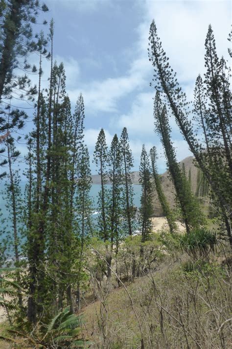 Araucaria - Trees and Shrubs Online