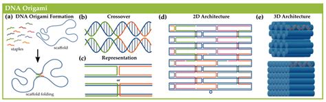 Image result for DNA Origami Applications