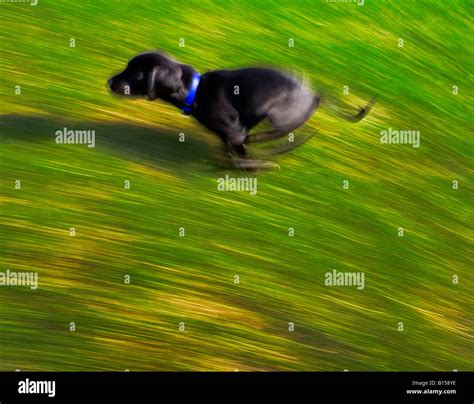 A black dog running Stock Photo - Alamy
