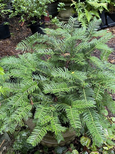 Amazon.com : Japanese Plum Yew (Cephalotaxus harringtonia 'Prostrata ...