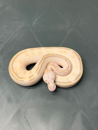 Image result for Pastel Red Stripe Ball Python