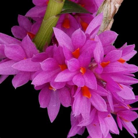 Click Orchid - The Home of Orchids in India