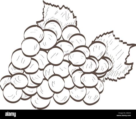 Isolated grapes outline Stock Vector Image & Art - Alamy