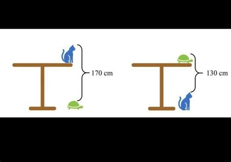 [Solved] What is heights of table, cat and tortoise - Brainly.in