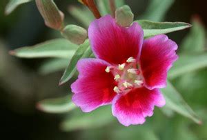 JRYU Clarkia Flower Seed Price in India - Buy JRYU Clarkia Flower Seed ...