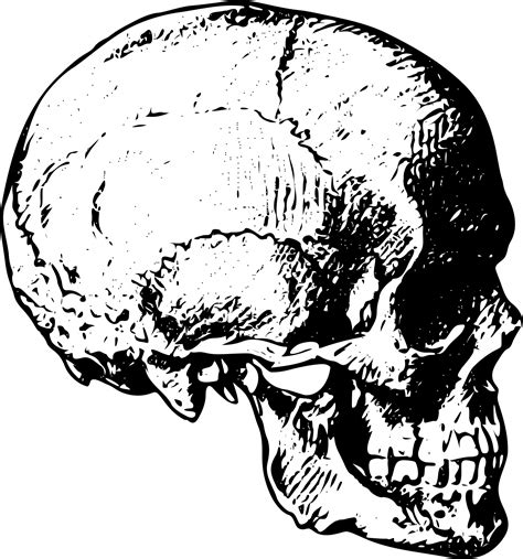 Human Skull Free Stock Photo - Public Domain Pictures