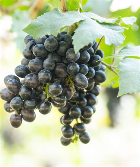 Concord Seedless Grape – Bower & Branch