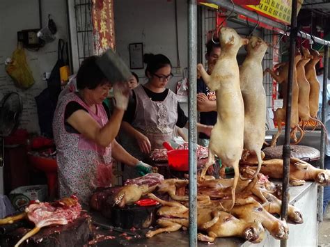 Yulin Dog Meat Festival: What is it, how did it start and will ...