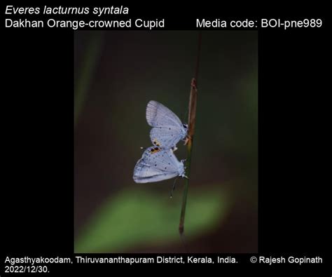 Everes lacturnus syntala | Butterfly
