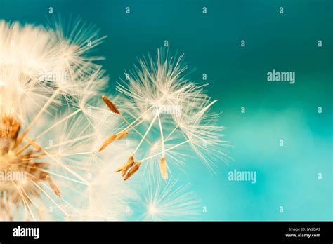 Image result for Small Spring Compressor Tool