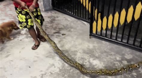 Image result for Python Programming in Motorcycle