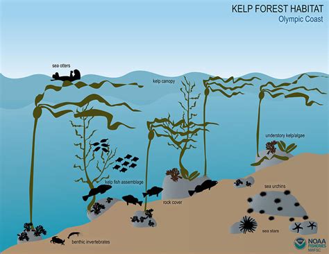 Kelp Forests Grow In What Zone at Brian Hilburn blog