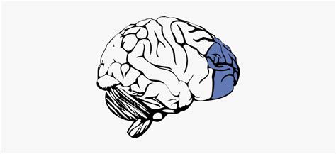 Image result for Prefrontal Cortex Mouse Brain