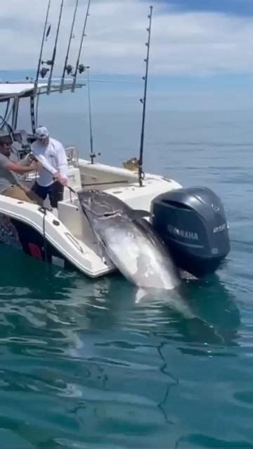 Image result for Boat Docking Fails Compilation